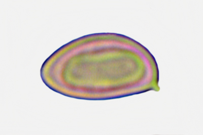 Inocybe melanopus