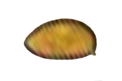 Inocybe ovilla