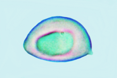 Inocybe phaeodisca