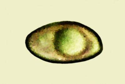 Inocybe posterula