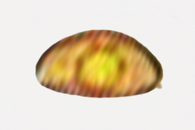 Inocybe proteica