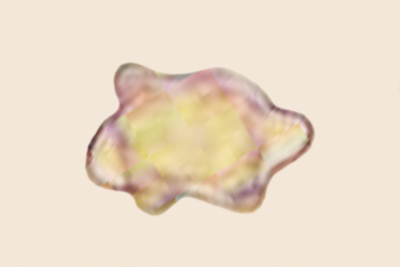 Inocybe proximella