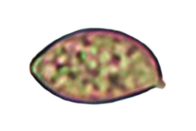 Inocybe pseudodestricta