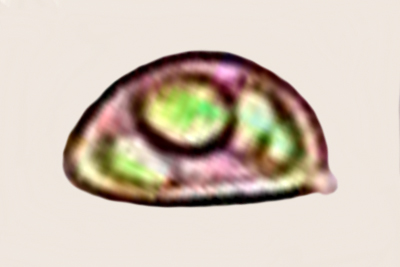 Inocybe queletii