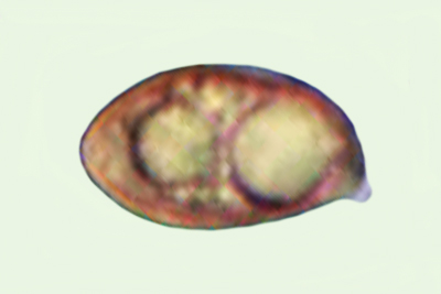 Inocybe rufuloides