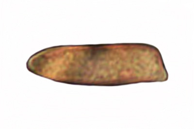 Inocybe stenospora