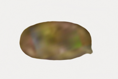Inocybe subbrunnea
