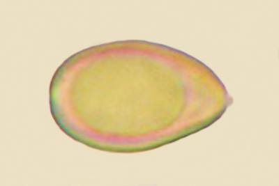 Inocybe subporospora