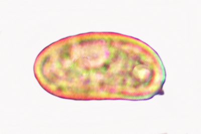 Inosperma adaequatum