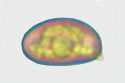 Inosperma ismeneanum