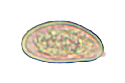 Inosperma pisciodorum