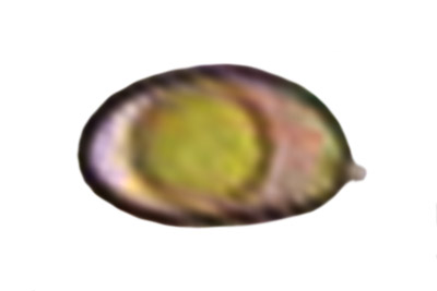 Inosperma quietiodor