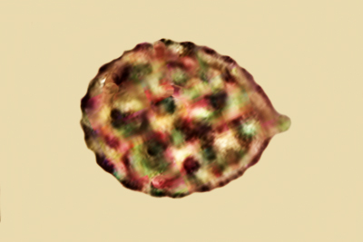 Laccaria montana