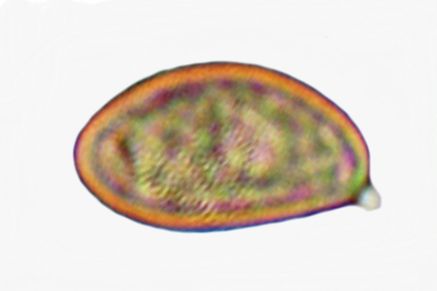 Mallocybe agardhii