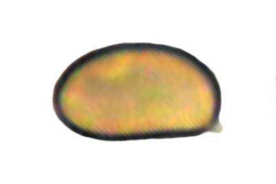 Mallocybe leucoblema