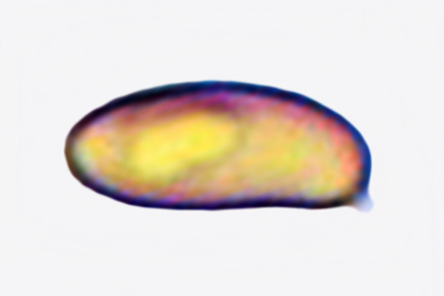 Mallocybe malenconii