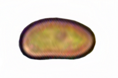 Mallocybe myriadophylla