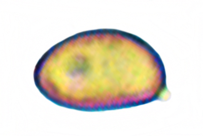 Mallocybe plebeia