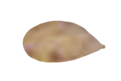 Mycetinis querceus