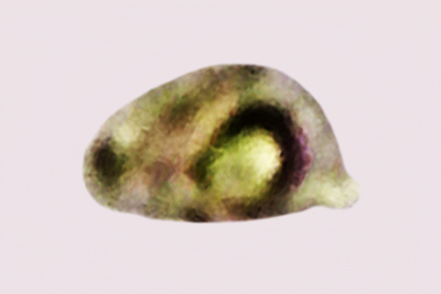 Mycogloea macrospora
