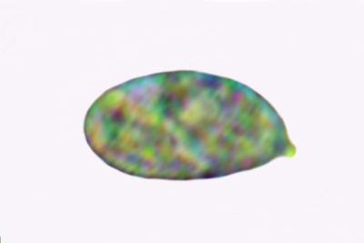 Myochromella boudieri