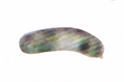 Panellus mitis