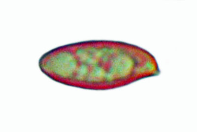 Pulchroboletus roseoalbidus