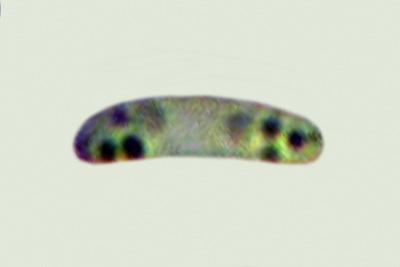 Pyrenopeziza benesuada