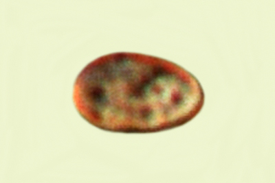 Pyrrhulomyces astragalinus