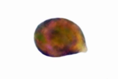 Ramariopsis pulchella