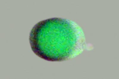 Ramariopsis subtilis