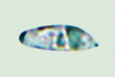 Resinomycena saccharifera