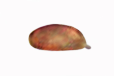 Rhodocollybia butyracea