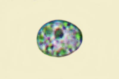 Rhodocollybia maculata