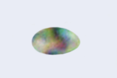 Rhodofomes cajanderi