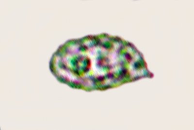 Rhodophana nitellina