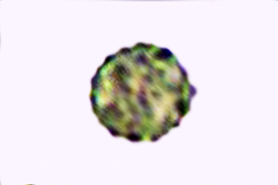 Ripartites tricholoma