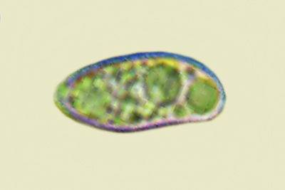 Rubroboletus legaliae