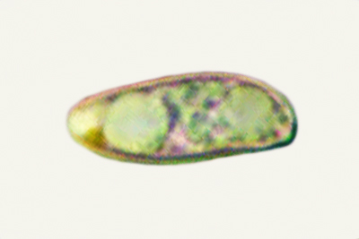 Rubroboletus lupinus