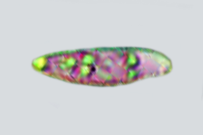 Rubroboletus pulchrotinctus