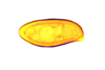 Rubroboletus rubrosanguineus