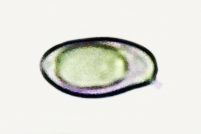 Rubroboletus satanas