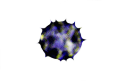 Russula brunneoviolacea