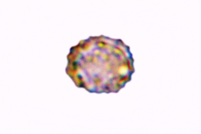 Russula pectinatoides