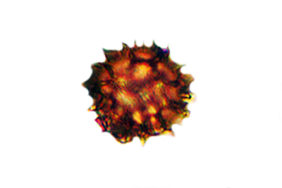 Scleroderma meridionale