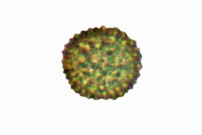 Scleroderma polyrhizum