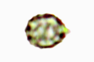 Sclerogaster compactus