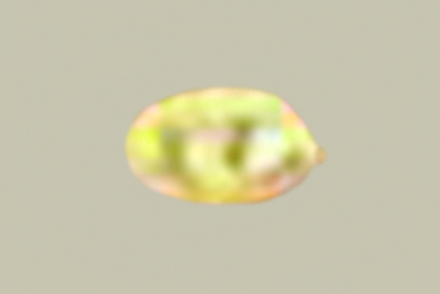 Scytinostroma odoratum