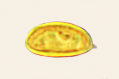 Serpula himantioides