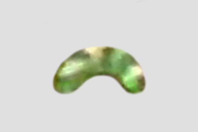 Skeletocutis amorpha